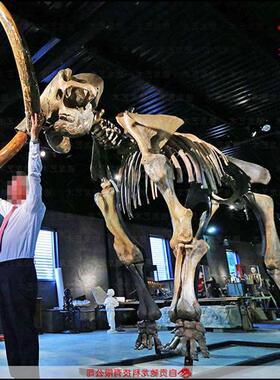 猛犸象仿真骨架化石标本古生物骨头科普模型定制博物馆展品定制