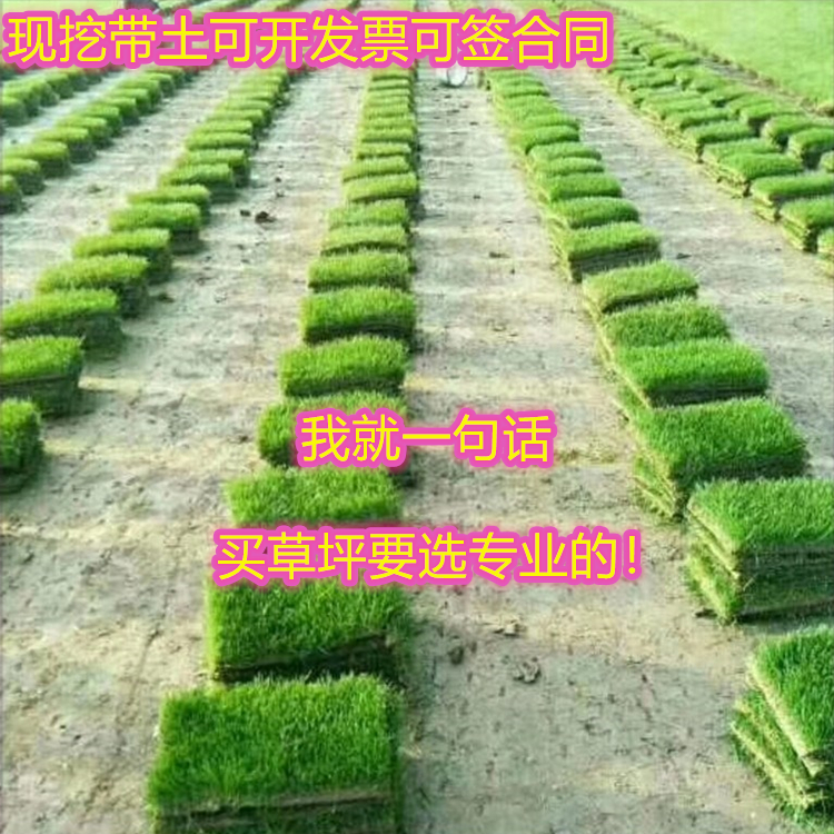 草坪基地现铲带土真草坪工程绿化草皮别墅庭院马尼拉四季青混播草 - 图2