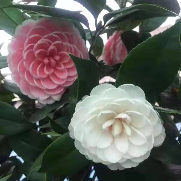 五色赤丹盆栽带花苞植物室内好养茶花树苗,淘宝优惠券,粉丝福利购,淘宝优惠卷