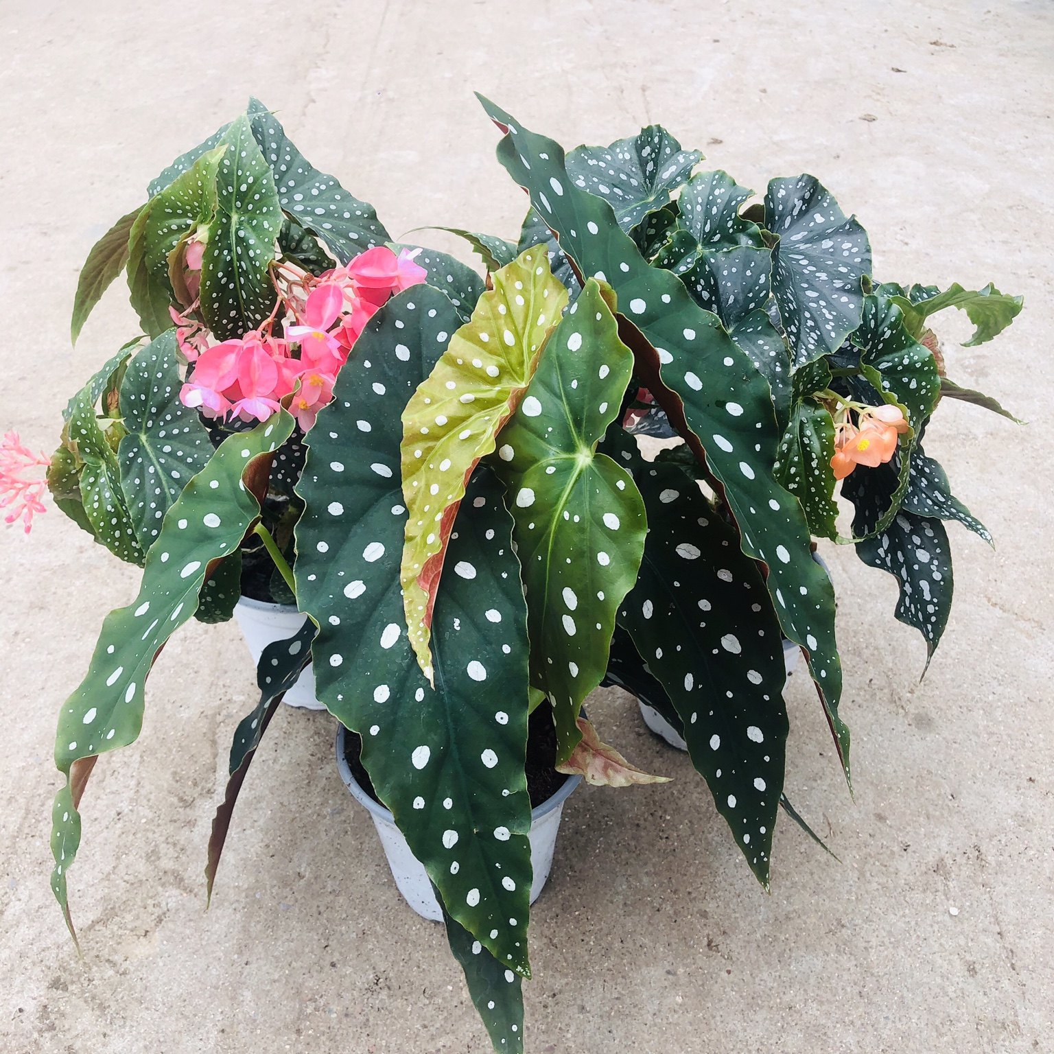 鳟鱼秋海棠白冰进口热带绿植盆栽室内桌面阳台观叶植物花卉包邮,淘宝优惠券,粉丝福利购,淘宝优惠卷