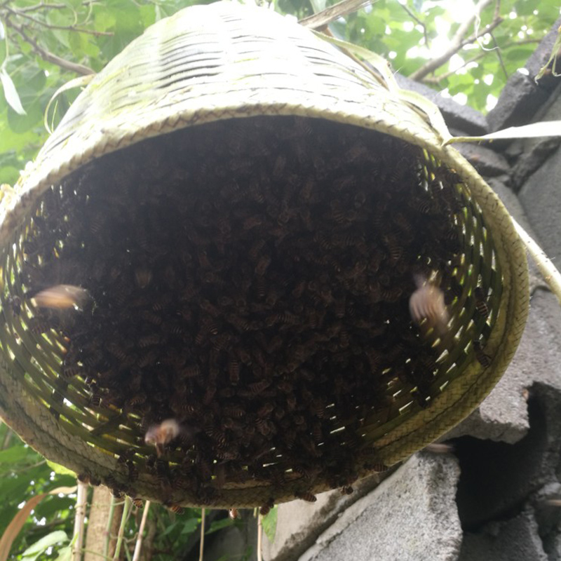 招蜂水引蜂水诱蜂蜡野外找蜜蜂诱蜜蜂诱蜂箱神奇诱蜂水蜂蜡包邮 - 图1