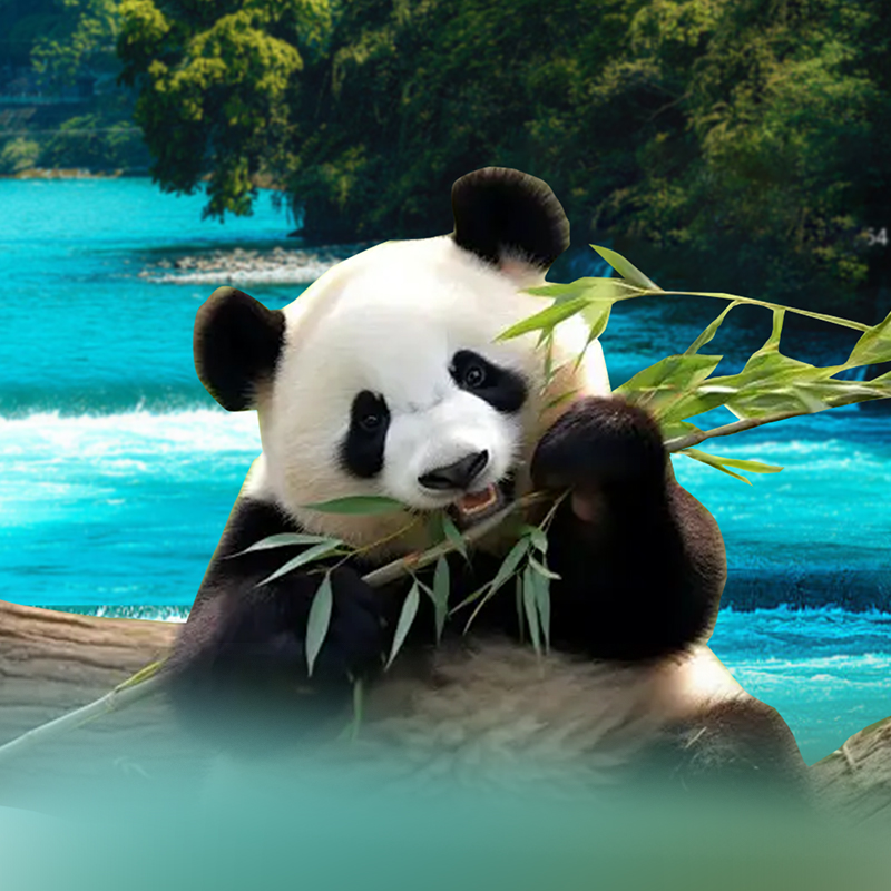 纯玩15人内团成都市内博物馆武侯祠大熊猫基地都江堰青城山一日游