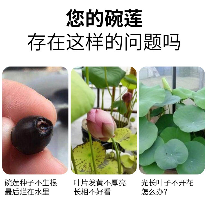 碗莲肥料碗莲营养液睡莲专用营养液促进开花的肥料水培荷花专用肥,淘宝优惠券,粉丝福利购,淘宝优惠卷