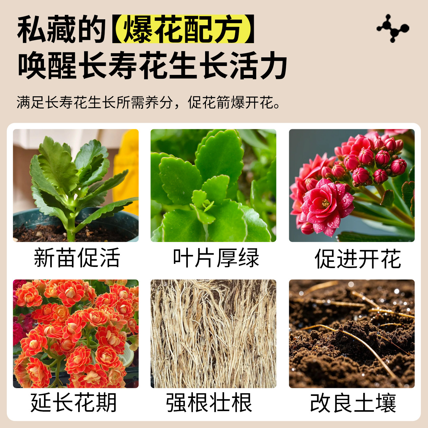 长寿花肥料专用复合肥促开花氮磷钾花卉营养液花肥养花通用爆花肥,淘宝优惠券,粉丝福利购,淘宝优惠卷