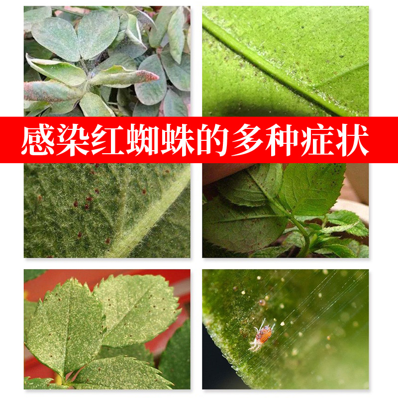 金满枝红蜘蛛药水丁氟螨酯杀红蜘蛛专用药打柑橘月季红蜘蛛-图1