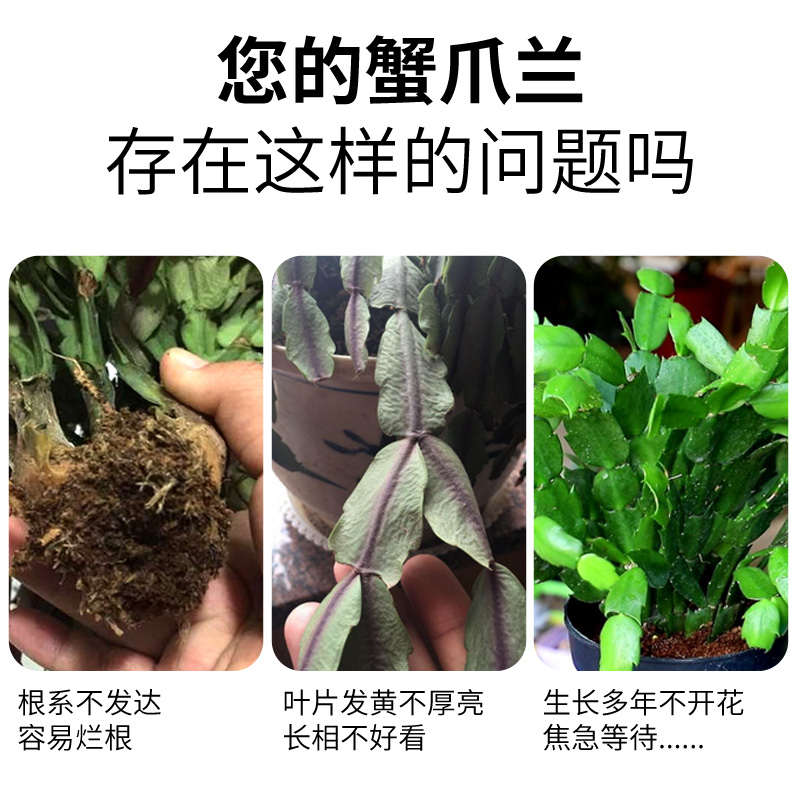 蟹爪兰专用肥多肉营养液爆芽肥料养花植物通用型家用蟹脚兰怎么养-图0