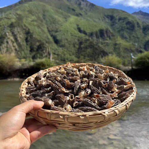 西藏野生羊肚菌林芝波密高海拔西藏直发新采头茬羊肚菌干货500g - 图3