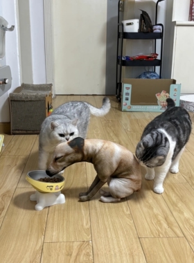 萌趣狗子嗯嗯造型抱枕可爱家居摆件玩偶毛绒玩具丑萌抖音同款抽象