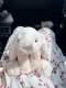 Baibu British Jellycat Smudge Rabbit Plush