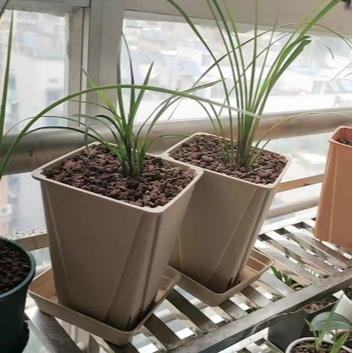 正方形9厘米14厘米育苗方控根盆透气蝴蝶兰天竺葵角堇热植彩叶芋,淘宝优惠券,粉丝福利购,淘宝优惠卷