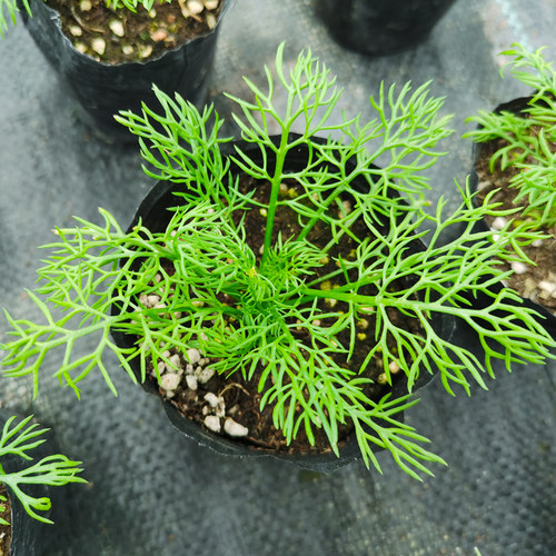 罗马洋甘菊盆栽德国洋甘菊花苗香草泡茶精油小苗 - 图3
