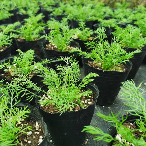 罗马洋甘菊盆栽德国洋甘菊花苗香草泡茶精油小苗 - 图1