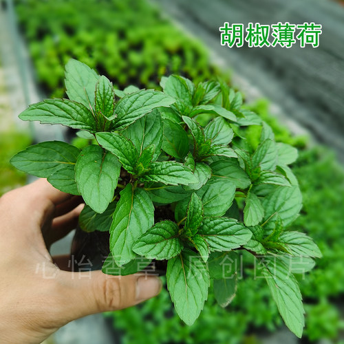 可食用香草苹果薄荷苗柠檬薄荷盆栽胡椒薄荷叶四季驱蚊种植小苗 - 图2