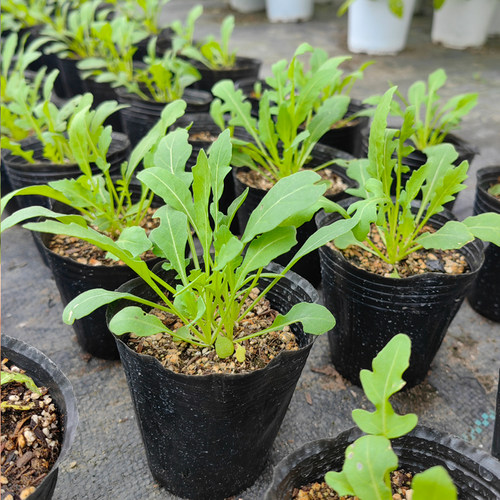 小叶芝麻菜苗 美国火箭菜 芝麻香菜 意大利芝麻菜青菜 香草小盆栽 - 图0