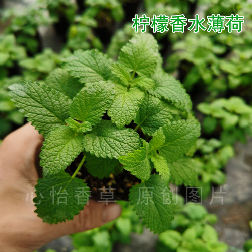 可食用香草苹果薄荷苗柠檬薄荷盆栽胡椒薄荷叶四季驱蚊种植小苗 - 图0