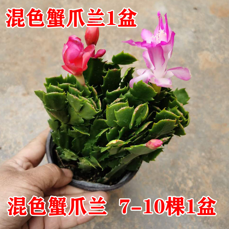 蟹爪兰苗盆栽白掌带花苞室内阳台植物花卉容易开花四季蟹爪莲多色 - 图0