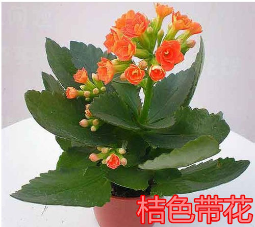 重瓣长寿花盆栽阳台花卉观花植物草本花卉多年生四季开花时令草本 - 图1