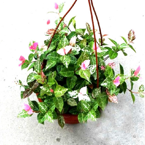 彩叶花叶络石金边牡丹口红吊兰绿萝太阳花常青藤垂吊室内花卉盆栽 - 图0
