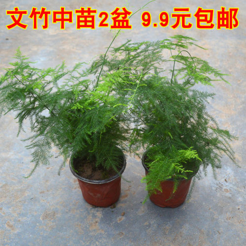 文竹盆栽桌面绿植盆栽花卉阳台好养盆景造型爬藤办公室植物微景观 - 图2