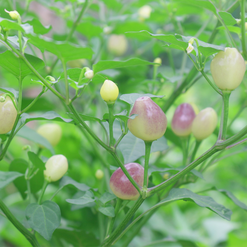 广西七彩辣椒七彩椒五彩椒新鲜蔬菜五色可腌制泡椒灯笼椒包邮