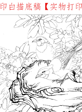 工笔画白描线稿初学者临摹
