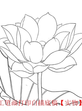 白描竖幅初学者临摹上色国画