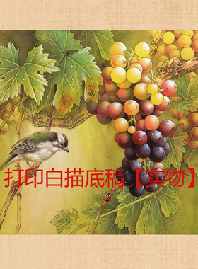 工笔画素材扇面葡萄临摹勾线宣纸