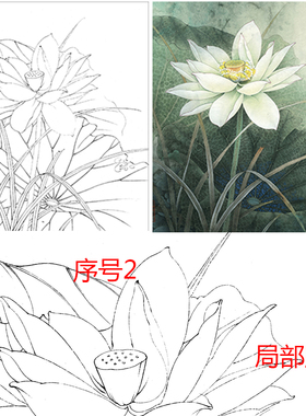 工笔画白描底稿荷花小品初学临摹