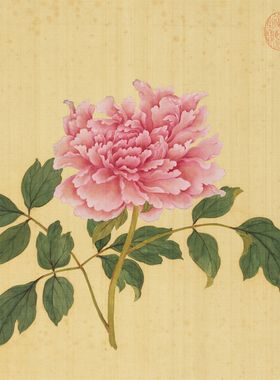 牡丹彩图绢丝布打印白描学习绘画