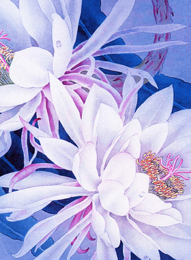 国画工笔画打印白描底稿横幅挂画小品昙花令箭荷花初学者临摹勾线