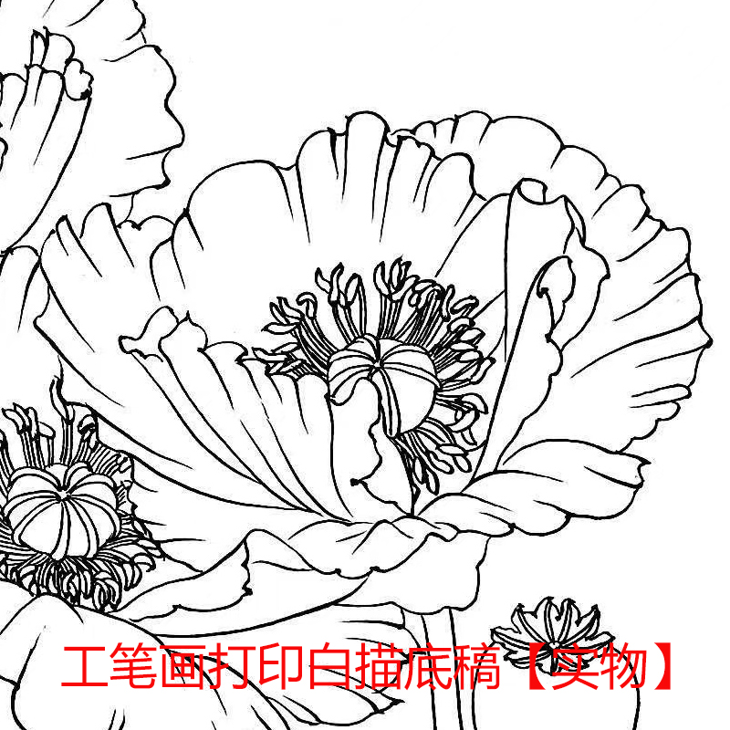 国画工笔画打印白描底稿姚霁月花鸟初学者临摹勾线过搞上色练习-图3