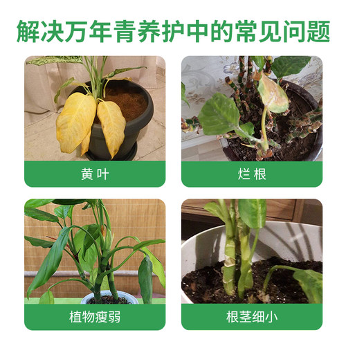 万年青专用肥营养液家用室内养花肥料盆栽通用型银皇后有机复合肥 - 图0