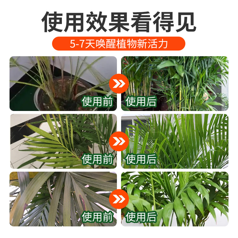 散尾葵肥料免稀释专用植物营养液花卉养护治黄叶一喷绿凤尾竹肥料 - 图2