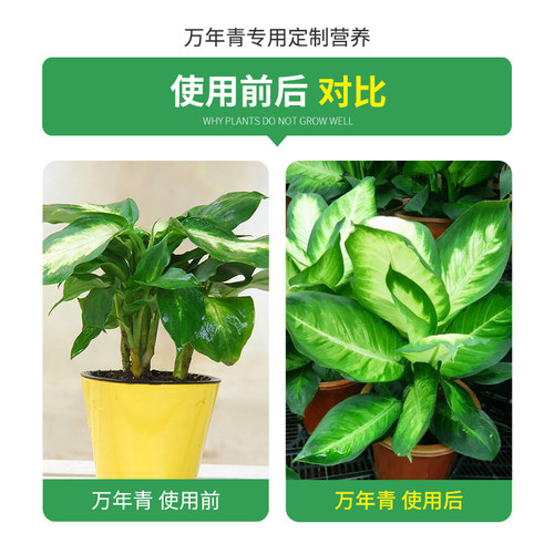 万年青专用肥营养液家用室内养花肥料盆栽通用型银皇后有机复合肥 - 图1