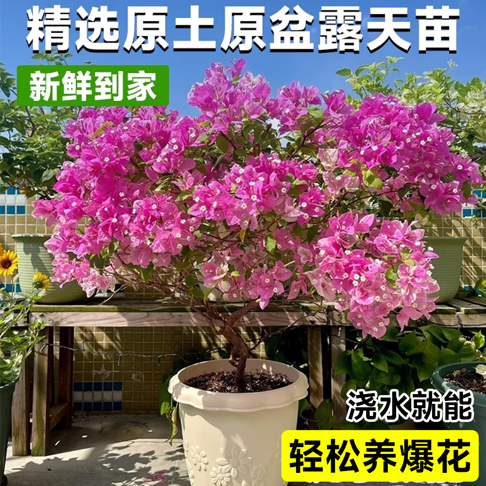 三角梅盆栽大苗带花苞发货精品漳红樱绿樱树苗爬藤植物四季开花卉-图1