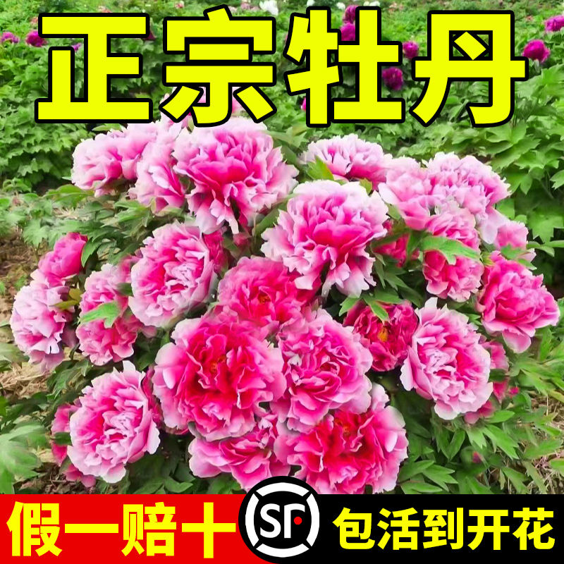 牡丹花苗正宗山东菏泽洛阳芍药牧丹大苗室外盆栽重瓣观赏树苗花卉-图1