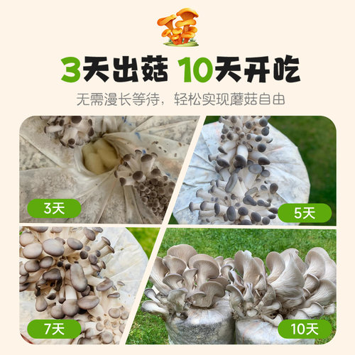 蘑菇种植包可食用黑平菇种植菌包香菇菌种家庭自种新鲜菌棒盆栽 - 图2