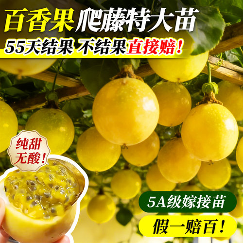 百香果树果苗当年结果特大号嫁接苗南方种植北方耐寒四季不断结果 - 图0