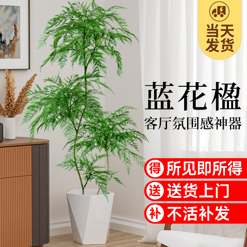 蓝花楹盆栽大型绿植办公室内客厅网红好养活植物落地老桩树苗盆景 - 图1