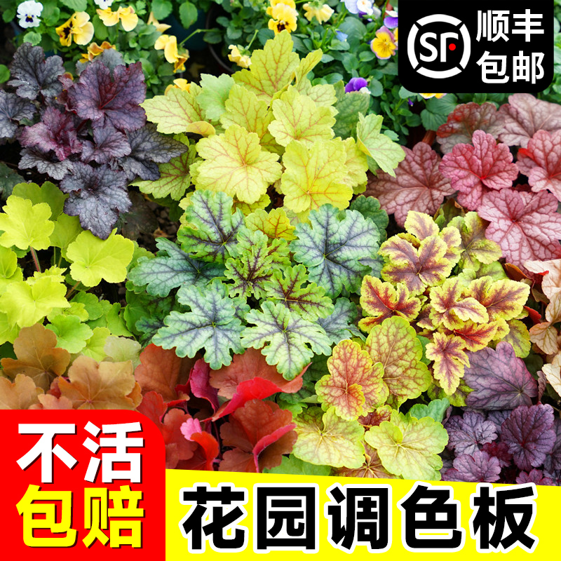 矾根花苗植物盆栽多色观叶花卉绿植室内外阳台大小苗盆景四季耐寒