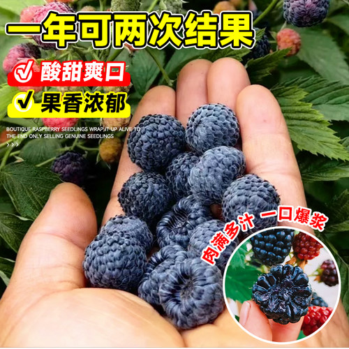 树莓苗双季覆盆子果树苗盆栽地栽南北方种植当年结果红黄黑树莓苗 - 图2