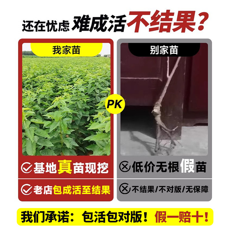 车厘子树苗大樱桃里盆栽矮化正宗黑珍珠嫁接果苗南方北方种植庭院,淘宝优惠券,粉丝福利购,淘宝优惠卷