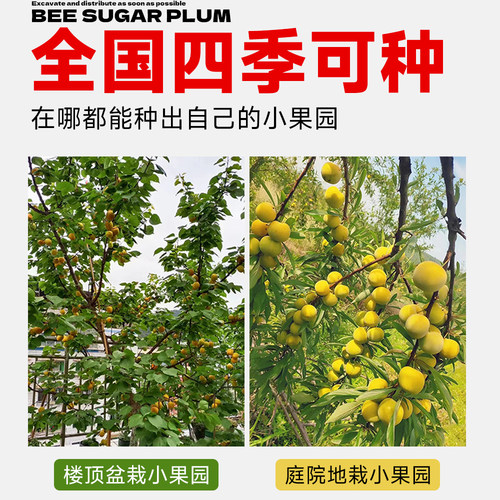 蜂糖李子树苗贵州六马三华新品种水果树果苗阳台盆栽南方北方种植 - 图3