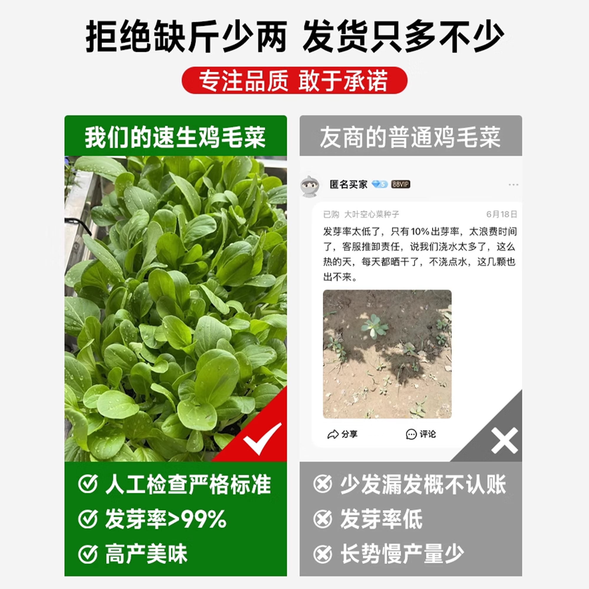 鸡毛菜菜籽种四季速生小白菜青菜油菜上海青蔬菜种子种孑大全种籽 - 图0