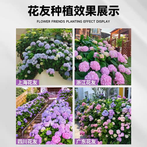绣球花苗四季盆栽室内阳台庭院植物开花卉无尽夏带花苞耐寒老桩秀 - 图0