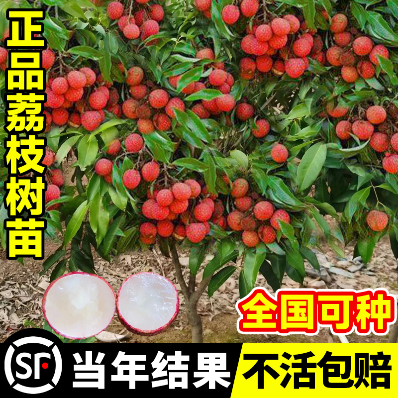 桂味冰荔枝树苖嫁接无核果树果苗糯米糍南北方种植妃子笑盆栽大全 - 图0