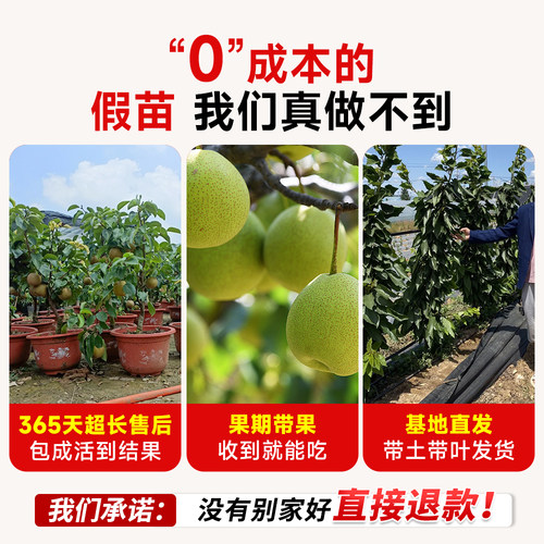 正宗秋月梨树果苗嫁接沙梨树果树庭院地栽南北方种植盆栽当年结果 - 图2