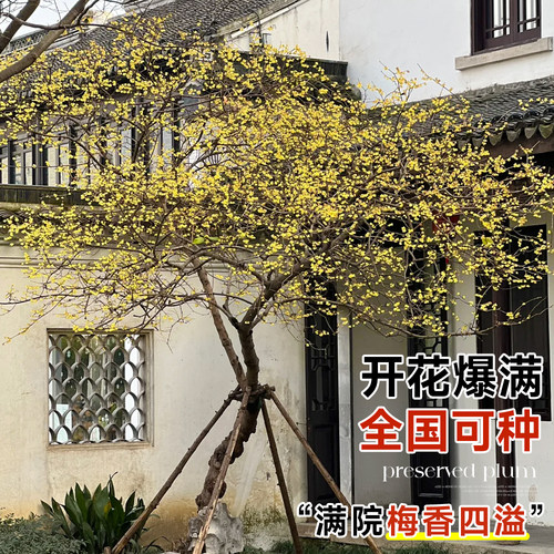 高杆腊梅花树苗庭院地栽盆老桩耐寒冬季开花卉植物浓香原丛生红梅 - 图1