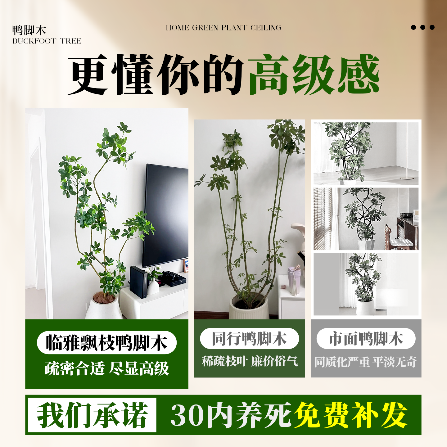 鸭脚木飘枝造型高级感绿植室内办公室客厅大盆栽落地鹅掌柴鸭掌木,淘宝优惠券,粉丝福利购,淘宝优惠卷