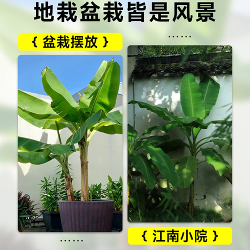 芭蕉树苗地栽盆栽绿植香蕉苗粉蕉庭院芭蕉树耐寒观赏北方室外好养 - 图2